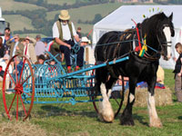 Horse Ploughing