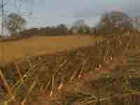 Ploughing Match